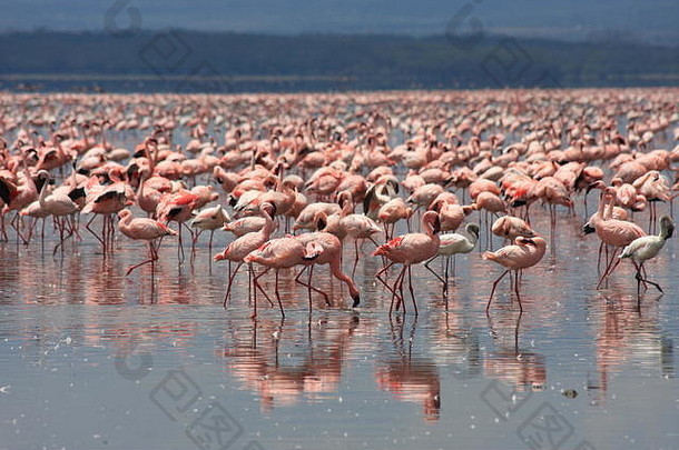 纳库鲁湖的粉红色火烈鸟