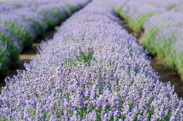 淡紫色的薰衣草，主题自然，美丽的地方和农业