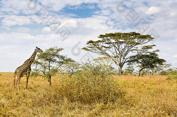 长颈鹿喂养树塔伦格里公园坦桑尼亚