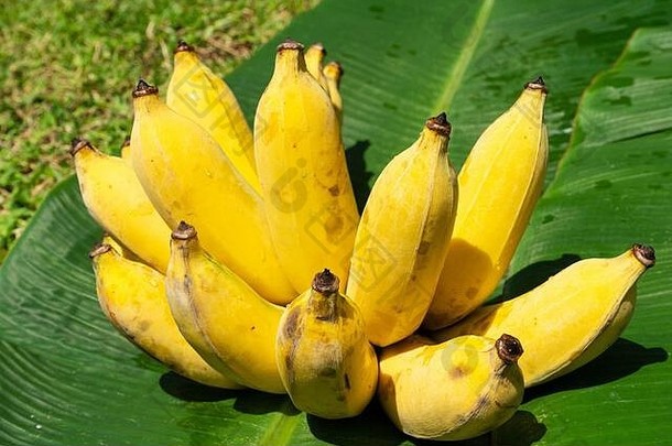 绿色<strong>香蕉</strong>叶上多汁的黄色<strong>香蕉</strong>枝。成熟多汁的水果