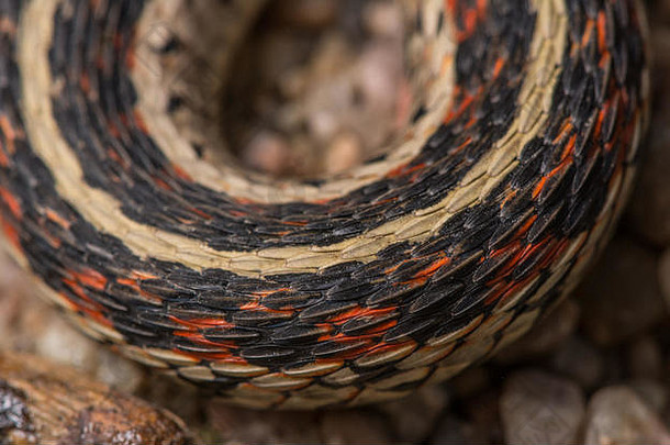 在美国内布拉斯加州盖奇县，红边Gartersnake（Thamnophis sirtalis parietalis）穿过一条碎石路时遇到。