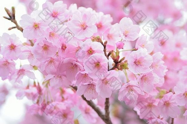 宏纹理日本粉红色的樱桃花朵