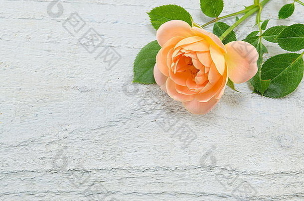 浪漫的橙色玫瑰白色木背沟