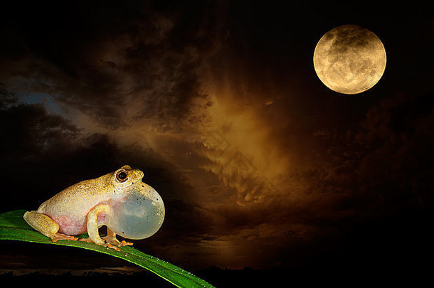 非洲画里德青蛙金丝桃marmoratus调用月光照耀的晚上