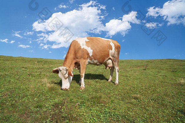 奥地利美丽的绿色高山草甸上的棕色和白色奶牛。背景是山脉。牧场上的奶牛