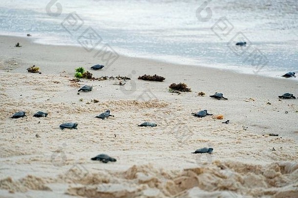 小海龟正在向大海迈出第一步。巴伊亚，巴伊亚，巴伊亚。小海龟幼崽，沿着沙滩向海洋方向爬行求生，孵化出新的生命。