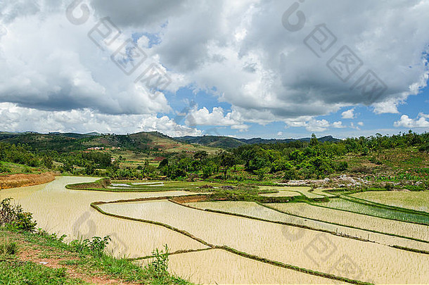 马达加斯加中部的稻田景观