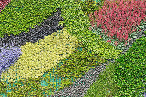 五彩缤纷的地毯生活植物模式墙