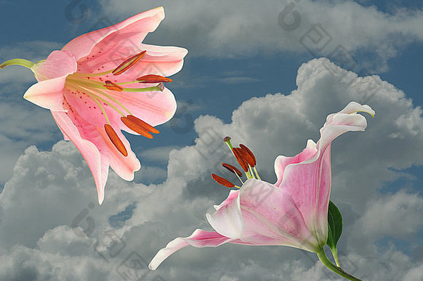 邂逅，粉红色的百合花在天空中与云朵相遇