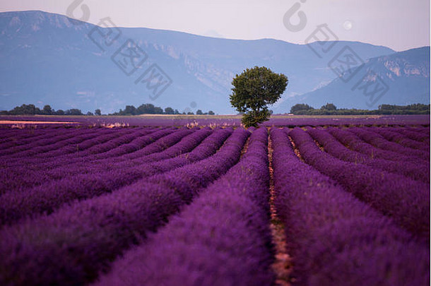 在法国普罗旺斯的瓦伦索附近，夏季薰衣草地上孤独的树上的月亮，紫色芳香的花朵