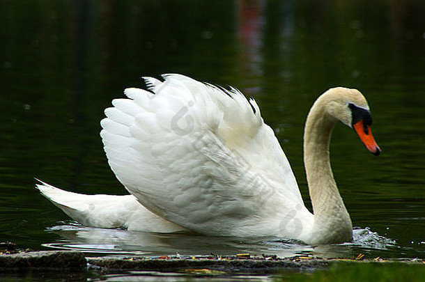 白色哑巴天鹅翅膀微微抬起，游过泻湖