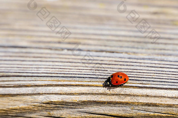 马洛卡，木制地面上有黑点的红色小瓢虫的侧视图