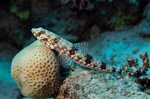 clearfinlizardfish主教会议皮肤生成栖息大脑珊瑚红色的海埃及