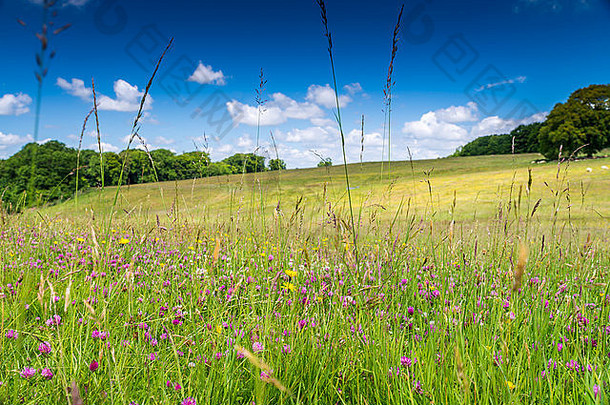 英国夏季草地