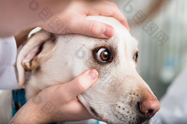兽医检查狗的眼睛