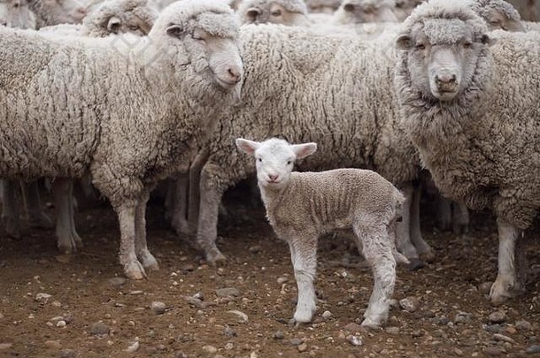 阿根廷巴塔哥尼亚的圣克鲁斯牧场上即将剪毛的绵羊。