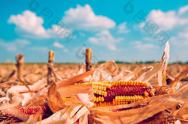 地上的玉米芯，在收获的耕地上收集的剩余物