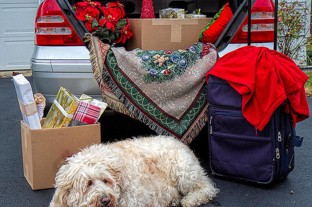 圣诞节期间旅行用的汽车行李箱。装满了行李、礼物、一品红等等。大白狗耐心地等待着。