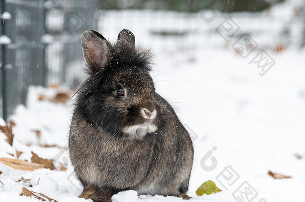 一只褐矮兔（狮子头）坐在雪地里