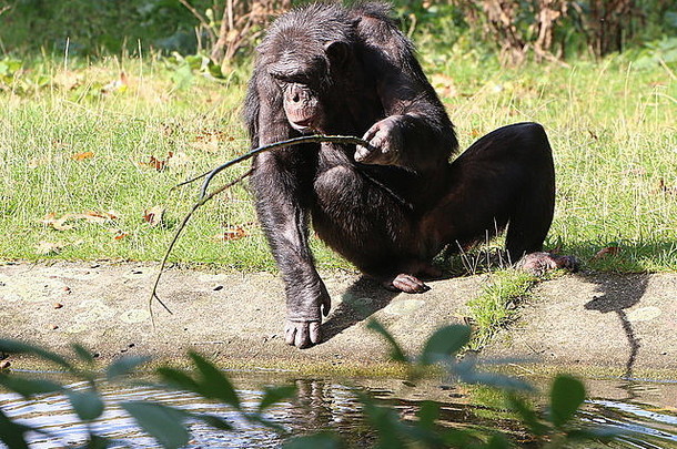成熟的常见的黑猩猩锅穴居人忙钓鱼坚持水的边缘收集坚果