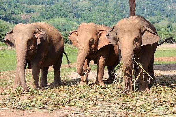 大象一家在大象自然公园吃饭