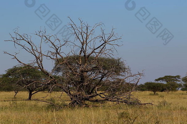 非洲大<strong>草原</strong>上的一种干燥的荆棘树