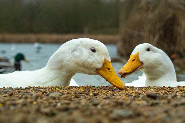 大型白色重鸭，美洲、北京、艾尔斯伯里，在湖中觅食
