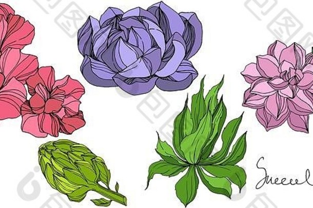 热带植物的肉质花。雕刻水墨艺术插图。分离多汁植物。