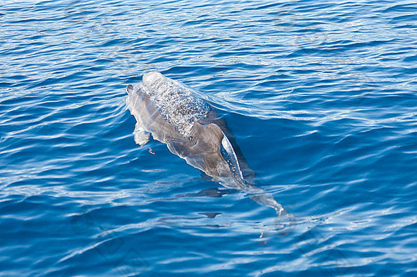 大西洋斑点海豚（Stenella frontalis），生活在圣米格尔岛以南的大西洋中