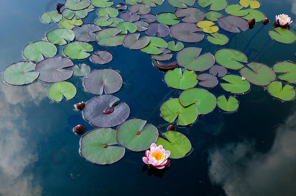 意大利池塘里美丽多彩的睡莲