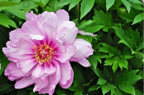 芍药园中粉红色牡丹灌木上花蕾和花朵的特写