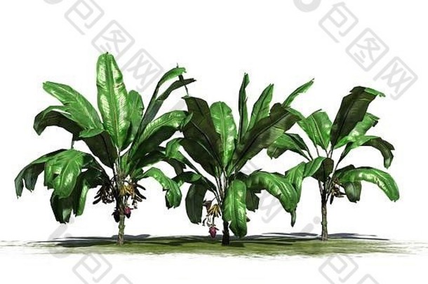 集团香蕉植物水果孤立的白色背景