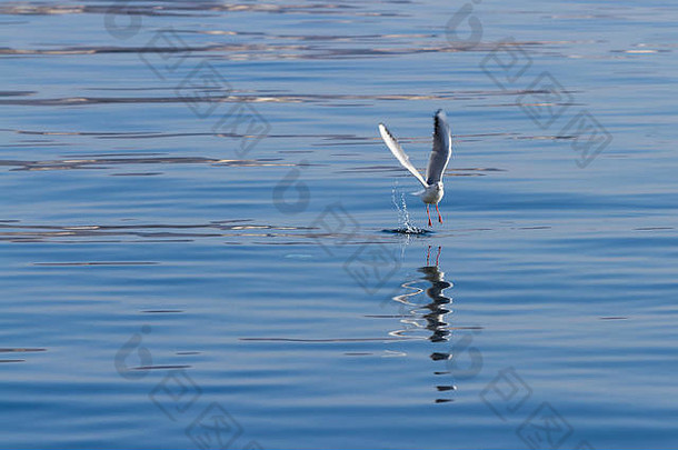 穆尔西亚阿吉拉斯港<strong>海鸥</strong>的照片