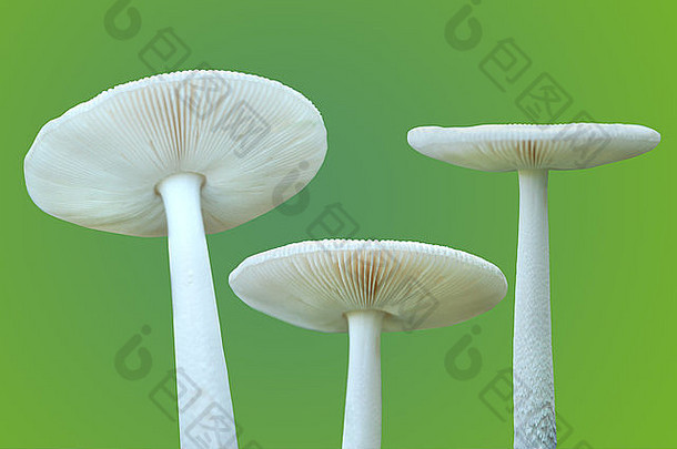 绿色背景中的三个白蘑菇
