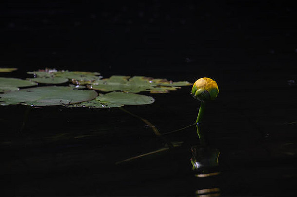 孤立的黄色的水莉莉垫黑暗池塘