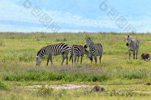 Ngorongoro火山口内的一群平原斑马