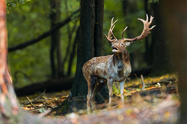 发情季节，休耕的鹿鹿在森林里咆哮。