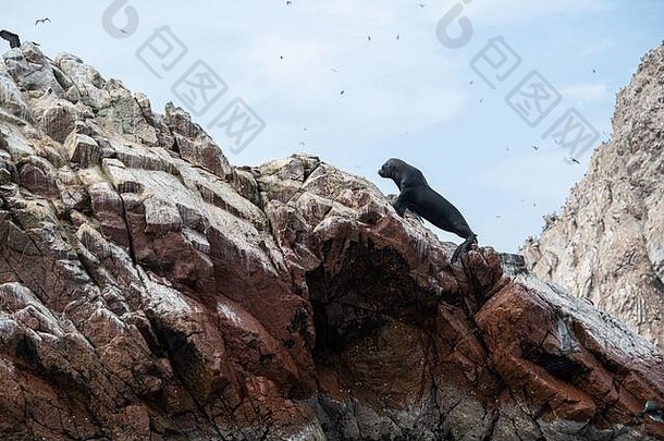 秘鲁岩石海岸线上的海狮