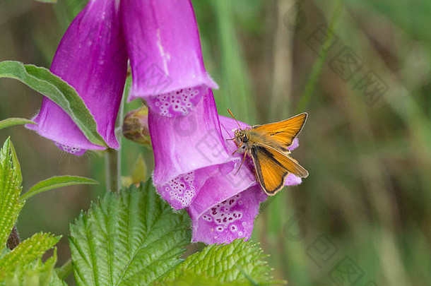 紫色毛地黄（洋地黄）上的大型跳蝶
