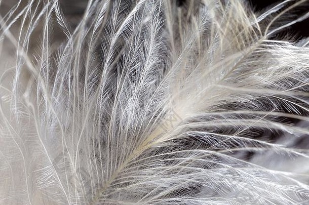 白色柔软光滑的羽毛纹理背景。特写镜头、微距摄影