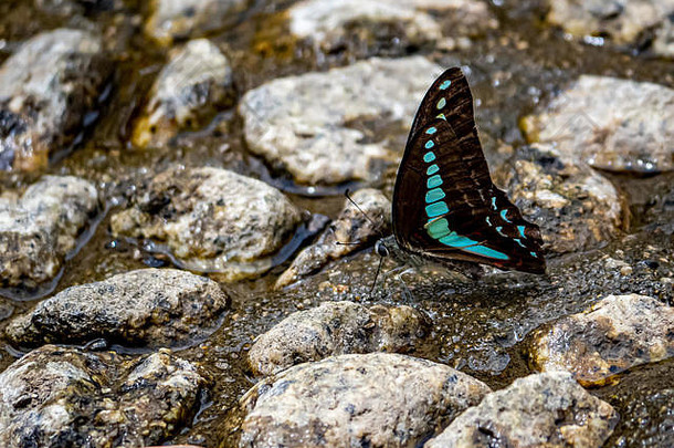 在日本佐世保的一个公园里，一种普通的蓝獭，Graphium sarpedon，从浅水河床喝水。