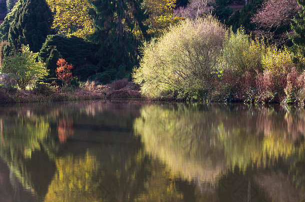贝吉伯里松树和森林在十一月，秋天。Tunbridge Wells/Goudhurst<strong>郊外</strong>的旅<strong>游</strong>景点。