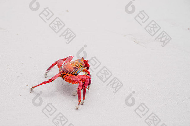 莎莉快脚蟹grapsusgrapsus黄色的沙子加拉帕戈斯群岛岛屿厄瓜多尔南美国