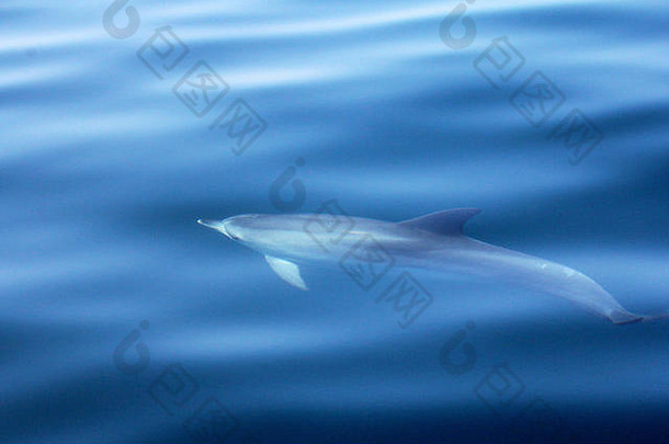 大西洋斑点海豚（Stenella frontalis）在平静的海水中浮出水面，靠近小船