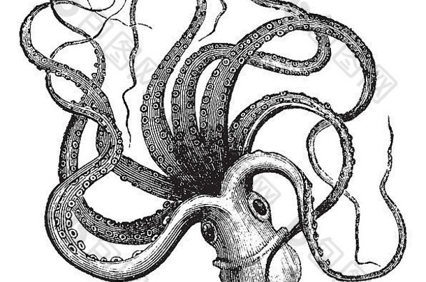 普通章鱼（俗称章鱼），分离于白色、复古雕刻插图上。Trousset百科全书（1886-1891）。