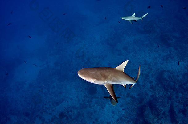 一只灰礁鲨（Carcharhinus amblyrhyncos）游弋在附近进行调查