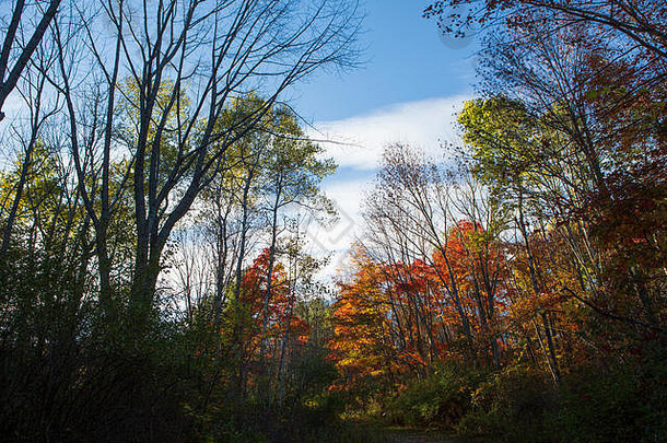 纽约Endwell IBM格伦自然保护区的秋叶。