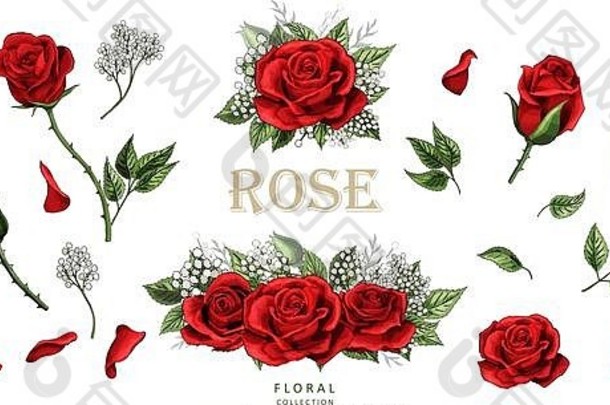 红玫瑰手绘插图元素彩色套装