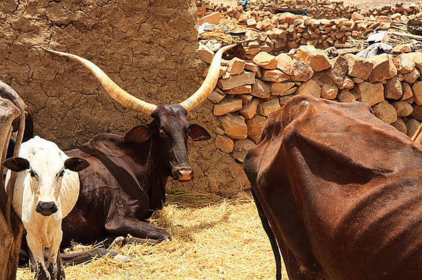 非洲牛牛农业hombori牲畜马里