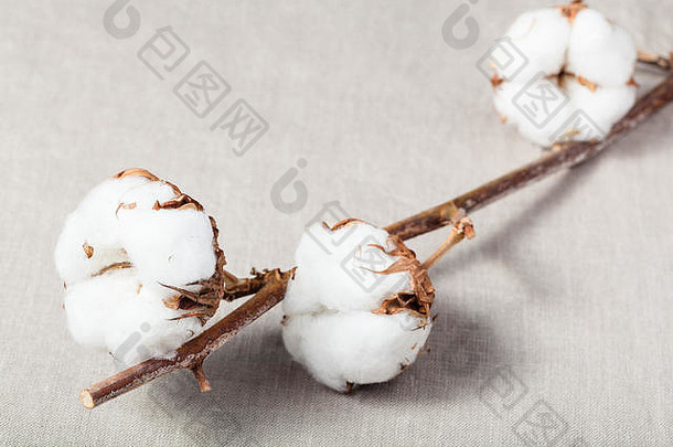 自然干嫩枝棉花植物用棉花棉花织物背景